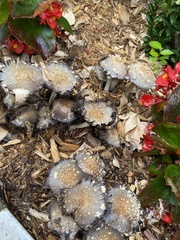 Coprinopsis variegata