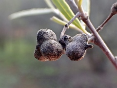 Alectryon oleifolius canescens