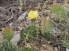 Opuntia cymochila