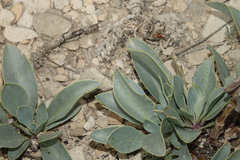 Penstemon versicolor