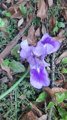 Iris