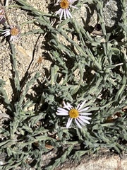 Erigeron breweri jacinteus