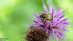Lasiotrichius succinctus