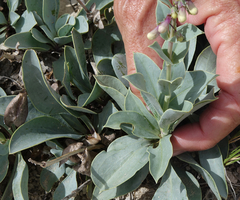 Penstemon versicolor