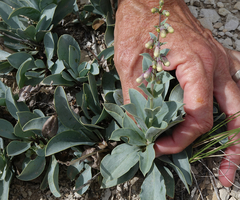 Penstemon versicolor