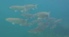 Gracilimugil argenteus