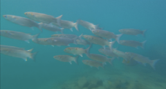 Gracilimugil argenteus