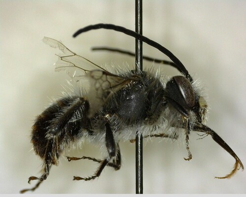 iNaturalist observation photo of Eucera