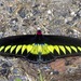 Mariposas Cometa - Photo (c) shirdipam, algunos derechos reservados (CC BY-NC), uploaded by shirdipam