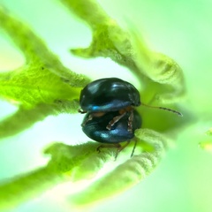 Chrysomelidae