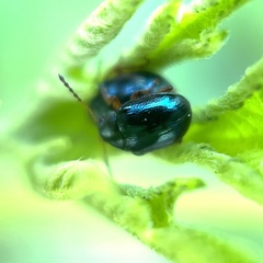 Chrysomelidae