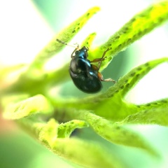 Chrysomelidae