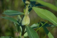 Gnorimoschema jocelynae