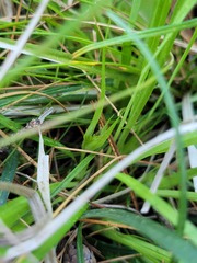 Carex backii