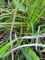 Carex backii