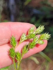 Carex foenea