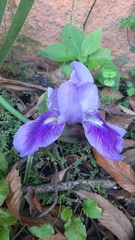Iris