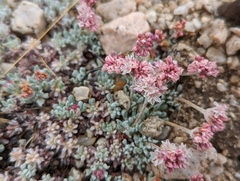 Eriogonum kennedyi