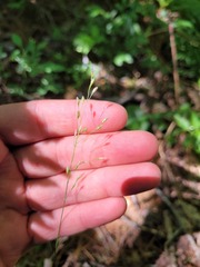 Piptatheropsis pungens