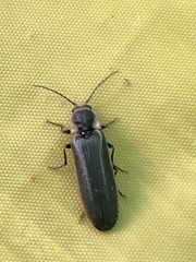 Denticollis denticornis