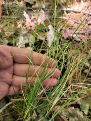 Piptatheropsis pungens