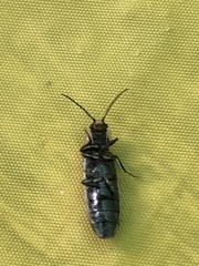 Denticollis denticornis