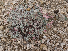 Eriogonum kennedyi