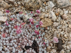 Eriogonum kennedyi