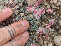 Eriogonum kennedyi