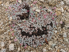 Eriogonum kennedyi