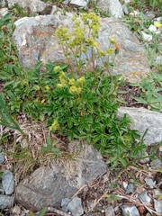Alchemilla saxatilis