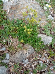 Alchemilla saxatilis