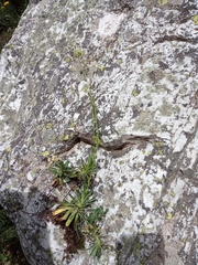 Saxifraga paniculata