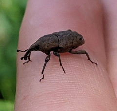 Sphenophorus callosus