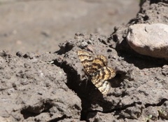Epelis truncataria