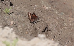 Epirrhoe plebeculata