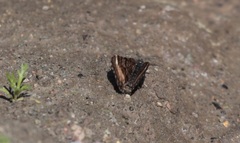 Epirrhoe plebeculata