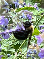 Xylocopa virginica