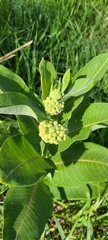 Asclepias arenaria