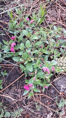 Oenothera deserticola