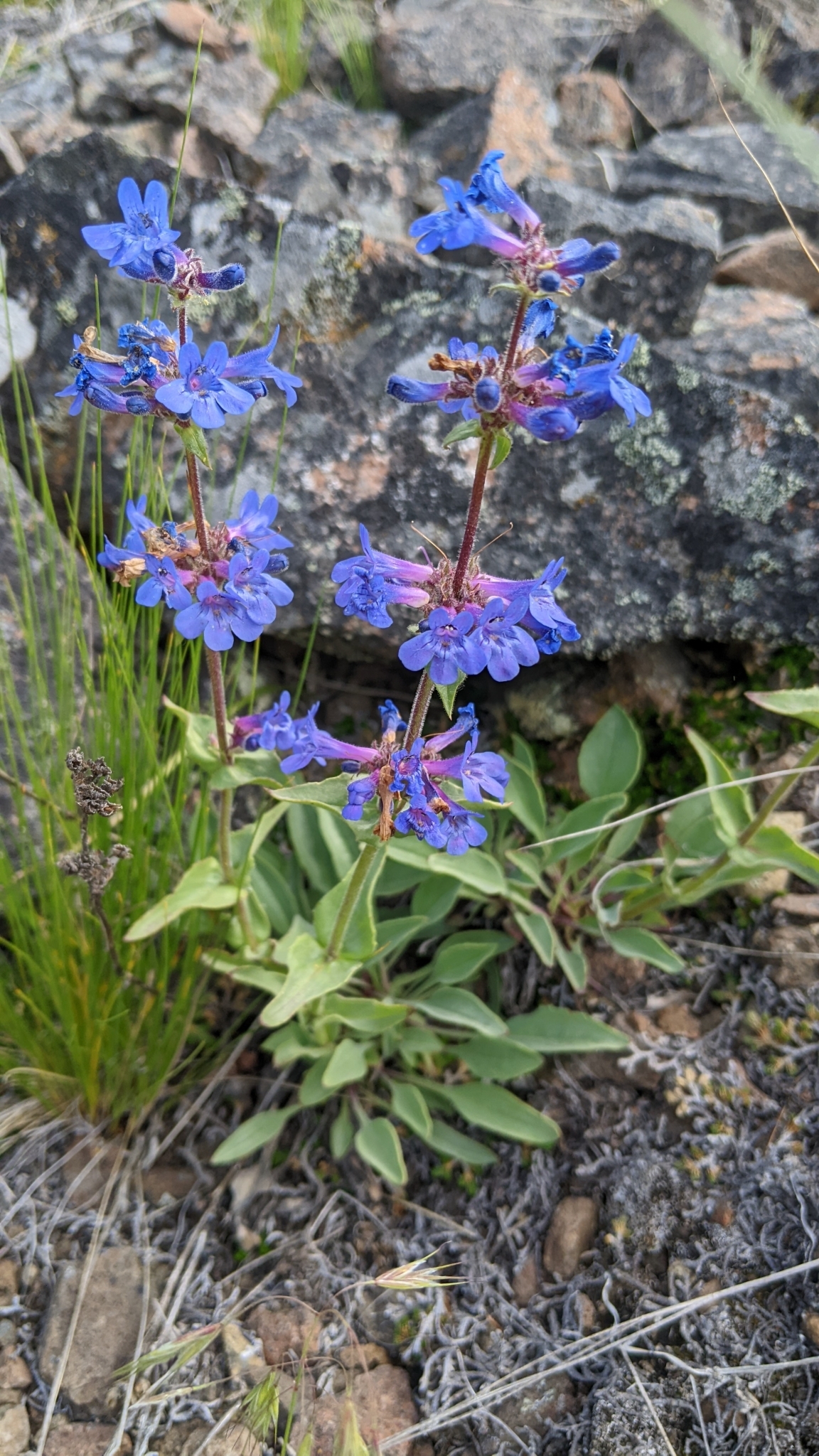 Penstemon pruinosus