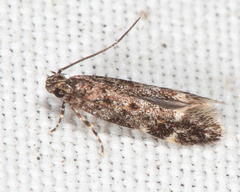Glauce pectenalaeella
