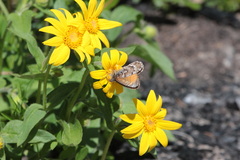 Epirrhoe plebeculata