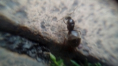 Formicidae