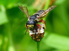 Megachile inimica