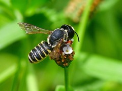 Megachile inimica