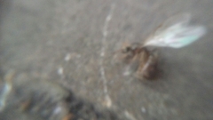Formicidae