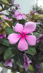 Catharanthus roseus roseus