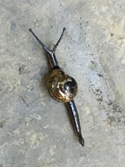 Helicarionoidea