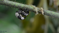 Sternuchopsis trifida